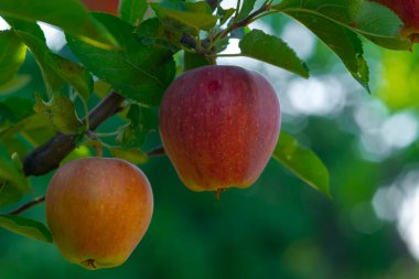 Ripe red apples on green tree .
