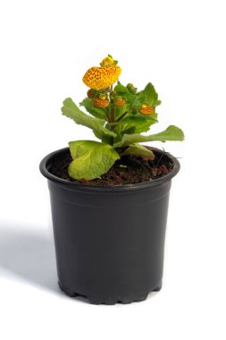 Yellow potter flower isolated on white background