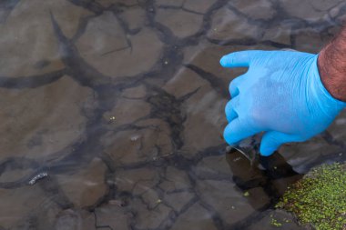Nehirden bir su örneği. Eldiven takıp test tüpünde su topluyor. ekoloji kavramı