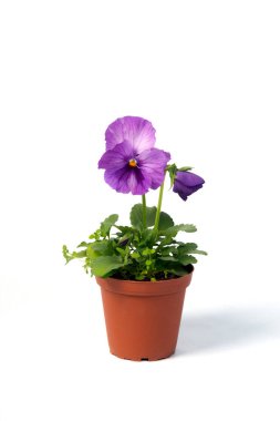 Saksıdaki saksı çiçekli Viola beyaz arka planda izole edilmiş.