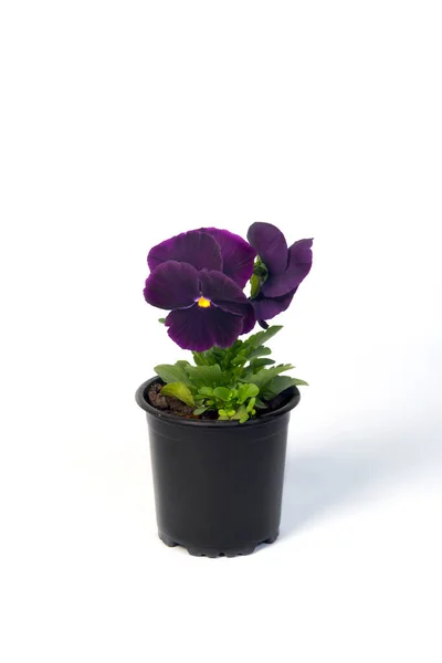 stock image potted plant Viola in a flowerpot isolated on white background