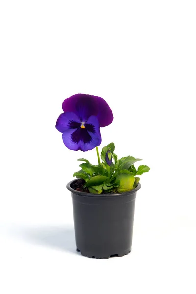 stock image potted plant Viola in a flowerpot isolated on white background
