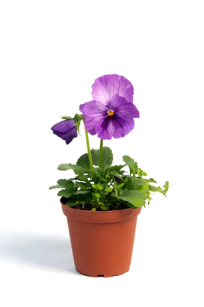 Горшок Растением Viola Цветочный Горшок Изолированы Белом Фоне — стоковое фото