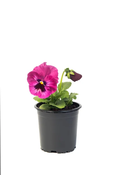 Krukväxt Viola Blomkruka Isolerad Vit Bakgrund — Stockfoto