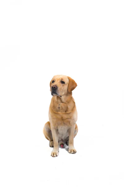 Vacker Gul Hund Labrador Isolerad Vit — Stockfoto