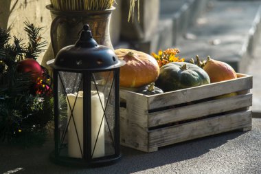 Renkli balkabakları, Cadılar Bayramı konsepti