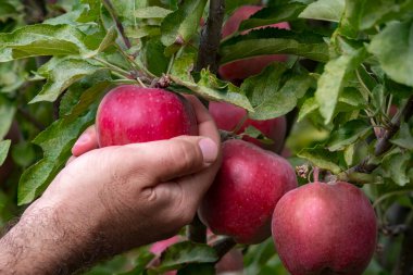 man picking ripe red apples from a tree