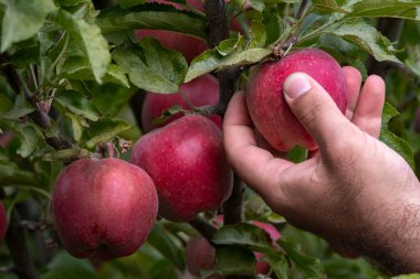 man picking ripe red apples from a tree