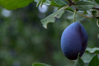 Meyve bahçesindeki bir dalda olgun mavi erikler.