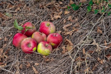 Olgun kırmızı elmalar sonbahar bahçesinde yerde yatıyor..