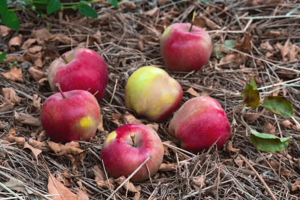 Reife Rote Äpfel Liegen Herbstgarten Auf Dem Boden — Stockfoto