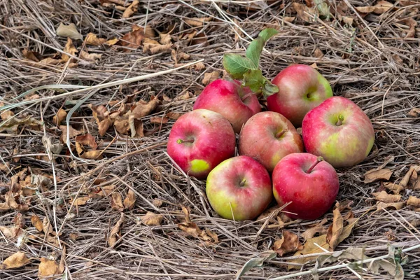 Zralá Červená Jablka Leží Zemi Podzimní Zahradě — Stock fotografie