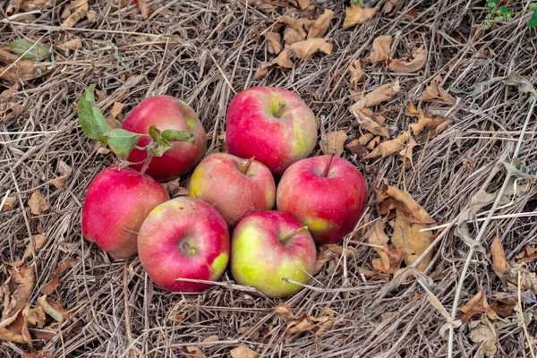 Reife Rote Äpfel Liegen Herbstgarten Auf Dem Boden — Stockfoto