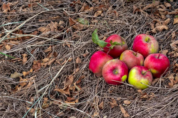 Dojrzałe Czerwone Jabłka Leżą Ziemi Jesiennym Ogrodzie — Zdjęcie stockowe