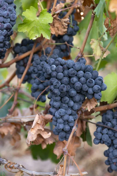 Oogst Van Blauwe Druiven Velden Wijngaarden Rijpen Druiven Voor Wijn — Stockfoto