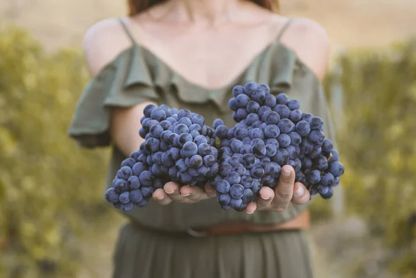 若い女性は赤ブドウ畑で自分で収穫した赤ブドウの山を示しています 生物学的概念のId有機食品と上質なワインを手作りし — ストック写真