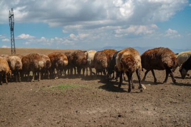 Dağlarda otlayan koyun sürüsü. Kırsal yaşam kavramı.