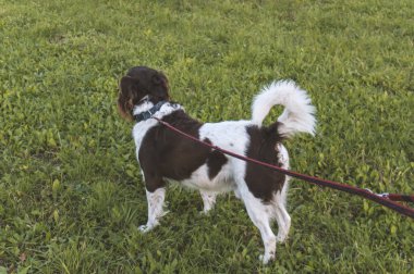 Avcılık köpek setter doğada