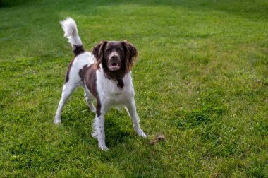 Avcılık köpek setter doğada