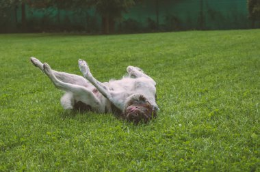 Avcılık köpek setter doğada