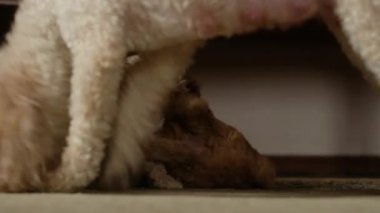 Evde oynayan sevimli köpek yavrularının yakın çekimi. 