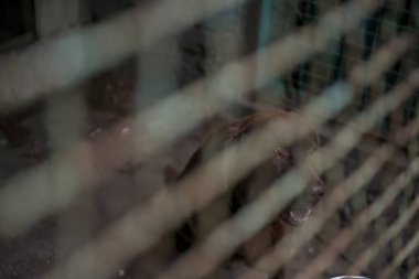 Hayvan barınağındaki kafeste kahverengi köpek. Hayvan barınağı.