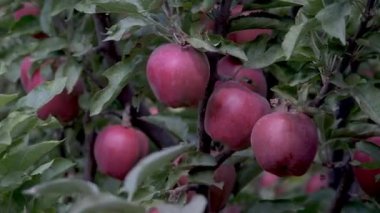 Bir insan ağaçtan elma toplar.