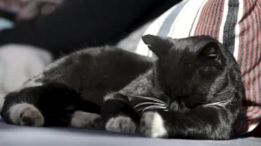 Kara kedi yıkanıyor, oturma odasındaki kanepede oturuyor.