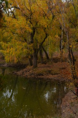 Güz Parkı 'ndaki göl. güzel manzara