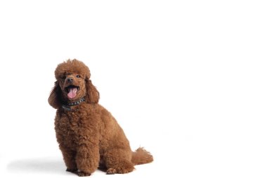 Beyaz arka planda izole edilmiş şirin köpek pudingi..