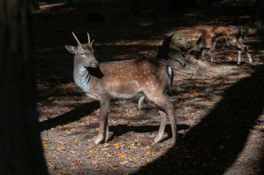 Ormanda nadasa düşen geyik ya da sabah güneşiyle korunan