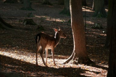 Ormanda nadasa düşen geyik ya da sabah güneşiyle korunan