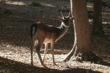 Ormanda nadasa düşen geyik ya da sabah güneşiyle korunan