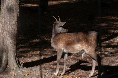 Ormanda nadasa düşen geyik ya da sabah güneşiyle korunan