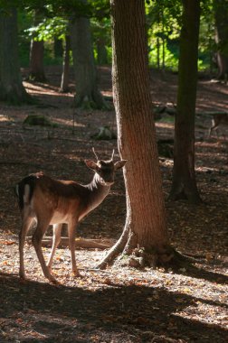Ormanda nadasa düşen geyik ya da sabah güneşiyle korunan
