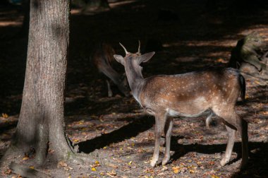 Ormanda nadasa düşen geyik ya da sabah güneşiyle korunan