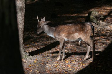 Ormanda nadasa düşen geyik ya da sabah güneşiyle korunan