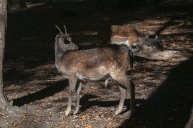 Ormanda nadasa düşen geyik ya da sabah güneşiyle korunan