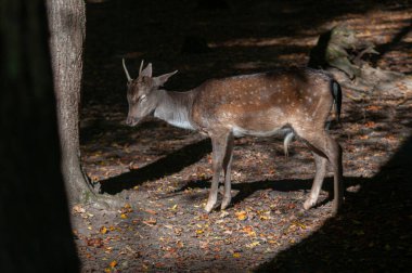 Ormanda nadasa düşen geyik ya da sabah güneşiyle korunan