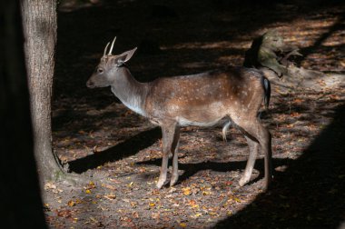 Ormanda nadasa düşen geyik ya da sabah güneşiyle korunan