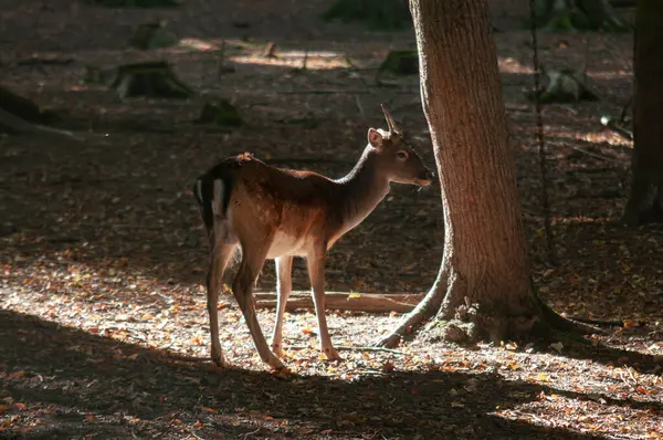 Ormanda nadasa düşen geyik ya da sabah güneşiyle korunan