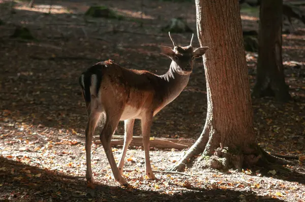 Ormanda nadasa düşen geyik ya da sabah güneşiyle korunan