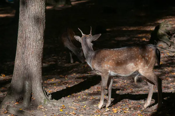 Ormanda nadasa düşen geyik ya da sabah güneşiyle korunan