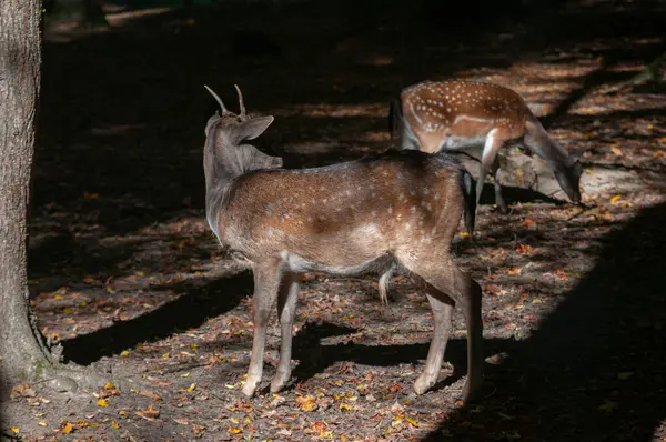 Ormanda nadasa düşen geyik ya da sabah güneşiyle korunan
