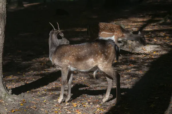 Ormanda nadasa düşen geyik ya da sabah güneşiyle korunan