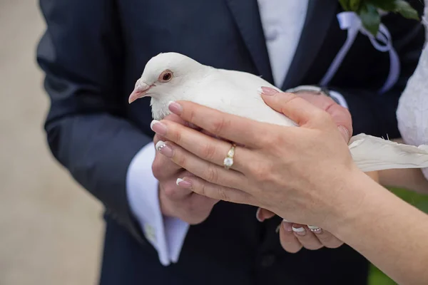 the newlyweds hold a white dove in their hands just before release
