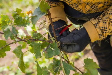Genç bir üzüm bağında işçi kuru erik, kravat ve kazık.