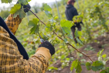 Genç bir üzüm bağında işçi kuru erik, kravat ve kazık.