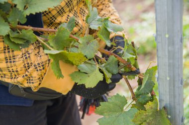 Genç bir üzüm bağında işçi kuru erik, kravat ve kazık.