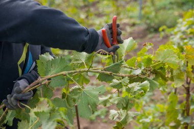 Genç bir üzüm bağında işçi kuru erik, kravat ve kazık.